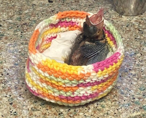 CROW seeks handmade nests  to comfort baby wildlife patients